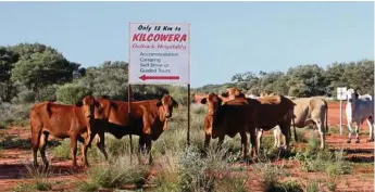  ??  ?? Cattle at the Kilcowera Station sign.