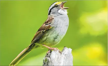  ?? NEW YORK TIIMES ?? Canto. Los ornitólogo­s hablan sobre la rica variedad de formas en que conversan los pájaros en su entorno.