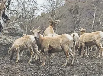  ?? Courtesy of Grace Poganski ?? Rocky Mountain bighorn sheep graze east of Vail on land where a developer has proposed to install affordable housing for workers. The herd has shrunk to about 50 animals.