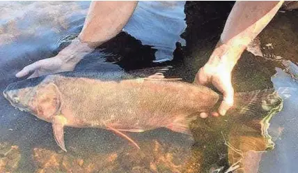  ?? MINNESOTA DEPARTMENT OF NATURAL RESOURCES ?? Fisheries personnel with the Minnesota Department of Natural Resources captured this silver carp on the St. Croix River on Sept. 10, 2019. The fish was inserted with an acoustic tag and released. Researcher­s hope to follow the movements of the invasive fish and learn its preferred habitats.