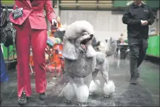  ?? ?? A Standard Poodle is prepared ahead of an appearance in the Toy and Utility class on the first day of the Crufts dog show at the National Exhibition Centre in Birmingham, central England.