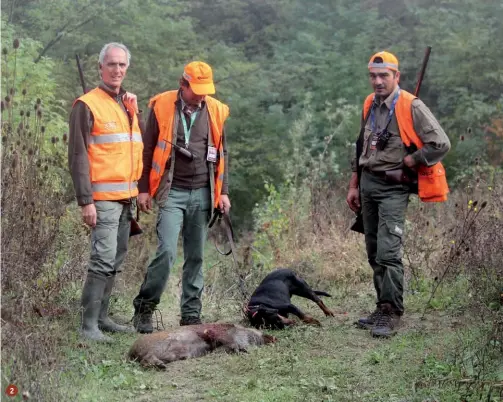  ??  ?? 2
2.
Anche il cinghiale, quando arriva dove non deve, diventa un problema per la salute pubblica