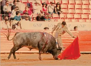  ?? Foto: zulleyka hoyo ?? Ignacio Garibay. Una muestra de la raza que posee el diestro capitalino.