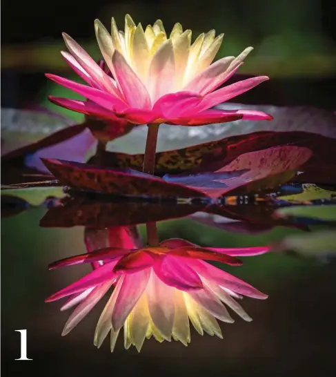  ?? MADISON, AL ?? 1
WATER LILY Christophe­r Baker