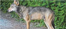  ?? FOTO: DPA ?? Dieser Wolf ist Ende Juni im Südwesten gesichtet worden.