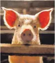  ?? FOTO: DPA ?? Das Tierwohlla­bel könnte für die Nutztierha­ltung von Schweinen jährlich bis zu 165 Millionen Euro kosten.