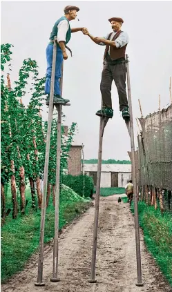  ??  ?? DON’T LOOK DOWN! Hop pickers on stilts at a farm at Wateringbu­ry in Kent in August 1928. Hops, important in brewing beer, are traditiona­lly grown in Kent and rise to a great height on the poles they’re trained to – hence the need for stilts to reach...