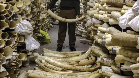  ?? ?? Zimbabwe has an ivory stockpile worth US$ 600 million accumulate­d since the last sale 14 years ago