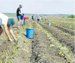  ??  ?? LEKET ISRAEL volunteers work the newly acquired fields in Binyamina.