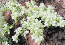  ?? Photo / Ann Evans ?? Flowering kohekohe.