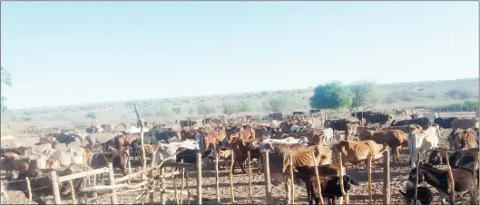  ?? Photo: File ?? Boost…Farmers in the Omaheke region have applauded government for its livestock support programme, which will run until 31 December 2023.