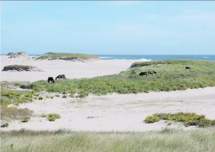  ?? THE CANADIAN PRESS/HANDOUT - PARKS CANADA ?? The Canada-Nova Scotia Offshore Petroleum Board is under fire for launching a bidding process for two licences to probe for fossil fuels in the waters off Sable Island. Sable Island is home to endangered species, wild horses and legendary shipwrecks.