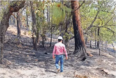  ??  ?? Se han devastado miles de hectáreas de bosque por los incendios