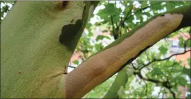  ??  ?? TELLTALE SIGN: Distinctiv­e markings on this plane tree show it has massaria