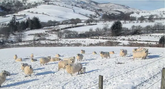  ??  ?? Figures have revealed events like the Beast from the East have impacted on the Welsh sheep industry.
