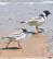  ?? ?? Hooded plovers