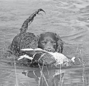  ??  ?? Known to be intelligen­t and versatile, the American water spaniel originated in Wisconsin.