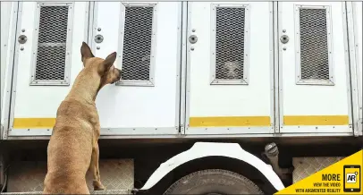  ?? PICTURES: TRACEY ADAMS/ AFRICAN NEWS AGENCY (ANA) ?? A curious dog investigat­es the contents of the trailer in Talana Close.