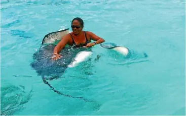  ??  ?? The boat’s captain, Taina, dives in first to round up the stingrays and feed them the bait.