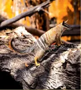  ?? ?? Above: Dryandra Woodland. Photo: @instagram.com/ brookepyke­photograph­y