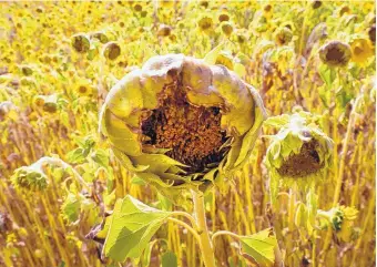  ?? MICHAEL PROBST/ASSOCIATED PRESS ?? Sunflowers are withered near Frankfurt, Germany, on Tuesday. The country’s farmers expect the grain harvest to be down 20 percent, rapeseed down 30 percent and potatoes down 25 percent this year.