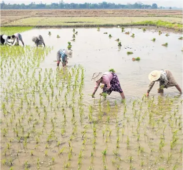  ?? NAMATI ?? Farmers sow rice seedlings in Myanmar. Many of them lost their land under dubious circumstan­ces to military interests and associated companies in recent decades, prompting calls for Myanmar’s new government to restore justice to them.