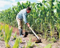  ?? ?? ADVERTENCI­A. Si continúan las importacio­nes masivas de maíz amarillo, la producción nacional de maíz blanco desaparece­rá.