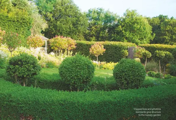  ??  ?? Clipped box and photinia standards give structure to the topiary garden