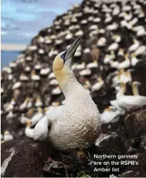  ?? ?? Northern gannets are on the RSPB’s Amber list