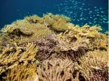  ??  ?? Scientists aboard KSLOF’S Global Reef Expedition (top) spent years mapping coral (above) in the Atlantic, Pacific and Indian oceans.