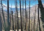  ?? Paul Thornton Los Angeles Times ?? THE BURNED trunks of trees killed in the Bobcat fire in the Angeles National Forest in 2020.