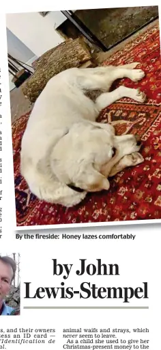  ??  ?? By the fireside: Honey lazes comfortabl­y