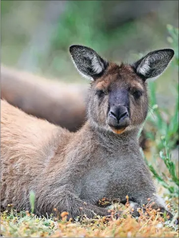  ?? ?? Skippy: Get up close and personal with the wildlife at the Ky Fauna Park.