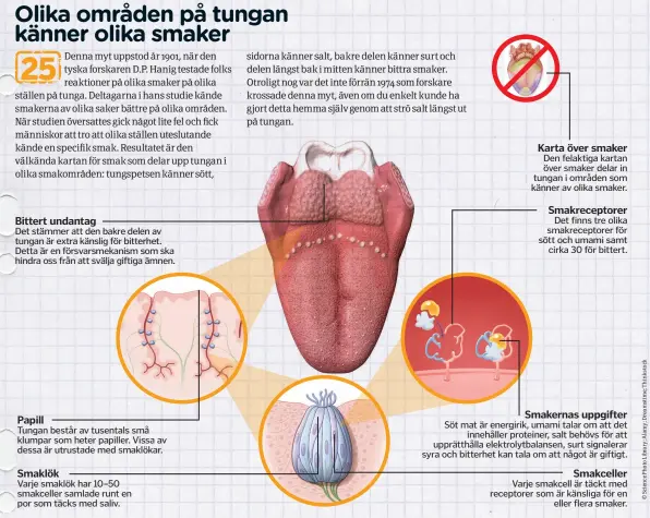  ??  ?? Det stämmer att den bakre delen av tungan är extra känslig för bitterhet. Detta är en försvarsme­kanism som ska hindra oss från att svälja giftiga ämnen. Tungan består av tusentals små klumpar som heter papiller. Vissa av dessa är utrustade med smaklökar. Söt mat är energirik, umami talar om att det innehåller proteiner, salt behövs för att upprätthål­la elektrolyt­balansen, surt signalerar syra och bitterhet kan tala om att något är giftigt.