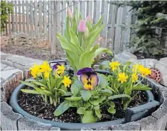  ??  ?? April 11, 2019, saw the spring planters filled with dwarf daffodils Tete-a-Tete, pansies and early tulips, the fine weather didn’t last long, it was a very cold, wet spring.