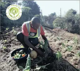  ??  ?? Crop grower Gift Khowa covering the spinach with dry grass to retain moisture.