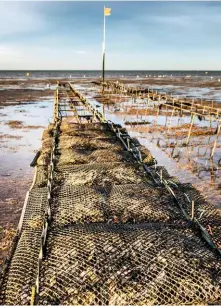  ??  ?? As well as wild oysters, the shellfish are also cultivated in beds, visible at low tide.