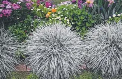  ?? Pictures: Mike Wells ?? CREATING INTEREST: This variegated mondo grass (Ophiopogon japonicus 'Variegata') makes a great border of interest for the colourful plants behind.