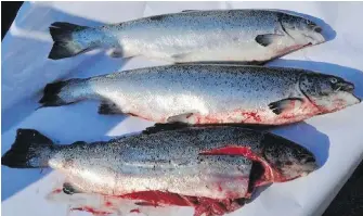  ??  ?? Three specimens of Atlantic salmon fished from the waters off Sechelt last year. The salmon are believed to be among the fish that escaped from the collapsed Cooke Aquacultur­e fish farm in Washington state.