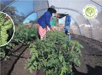  ??  ?? Muntu Hadebe and her partner Jabulani Sibiya working inside their tomato tunnel.