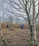  ?? ?? Conservati­on volunteers on Gigha cleared woodland to make way for new planting