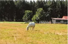  ??  ?? Auch tierische Begegnunge­n kommen nicht zu kurz – wie hier auf einer Pferdekopp­el zwischen Osterberg und Babenhause­n.