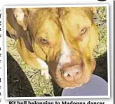  ??  ?? Pit bull belonging to Madonna dancer Stanley Mondesir was shot in Brooklyn.