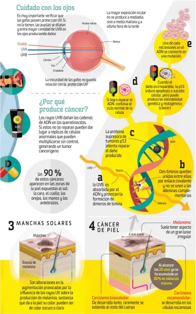  ??  ?? 3 Es muy importante verificar que las gafas poseen protección UV. Si no la tienen, las pupilas se dilatan y entra mayor cantidad de UVB en los ojos produciend­o daños Visible UVA UVB Exceso de melanina Córnea Manchas Iris Cristalino 90 % Un de estos...