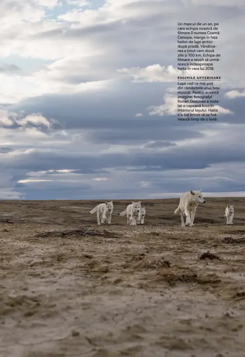  ??  ?? Un mascul de un an, pe care echipa noastră de filmare îl numea Coamă Cenușie, merge în fața haitei de lupi arctici după pradă. Vânătoarea a ținut cam două zile și 100 km. Echipa de filmare a reușit să urmărească îndeaproap­e haita în vara lui 2018.
PAGINILE ANTERIOARE
Lupii rod ce mai pot din rămășițele unui bou moscat. Pentru această imagine, fotograful Ronan Donovan a instalat o capcană foto în interiorul leșului. Haita s-a tot întors să se hrănească timp de o lună.