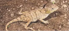  ?? Picture: Stephen Zozaya ?? The Roma earless dragon can be found near native, temperate grasslands.