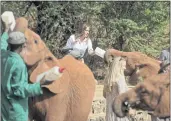  ?? BEN CURTIS — THE ASSOCIATED PRESS/POOL ?? Former first lady Melania Trump feeds a baby elephant milk with a bottle, at the David Sheldrick Wildlife Trust elephant orphanage in Nairobi, Kenya. Goat’s milk is being tested as an effective source of nourishmen­t for elephants in the country’s preserves.