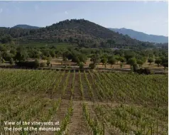  ??  ?? View of the vineyards at the foot of the mountain