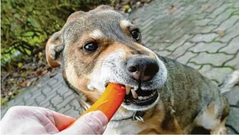  ?? Foto: Markus Scholz, dpa ?? Hunde brauchen ein breites Spektrum an Nährstoffe­n. Darauf müssen Halter achten, wenn sie ihren Hund vegetarisc­h ernähren wollen. Experten zufolge sei dann aber eine ve getarische Ernährung der Tiere möglich.