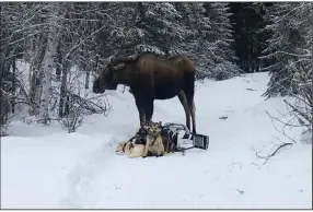  ?? (AP/Bridgett Watkins) ?? A moose stands over Bridgett Watkins’ dog team last week on trails near Fairbanks, Alaska.